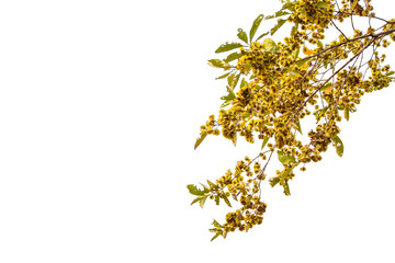 Blossom of the yellow flower tree branch in Thailand isolated on white background