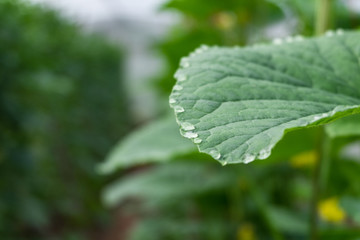 Melon cantaloupe leaves with water drop at edges of leaves guttation
