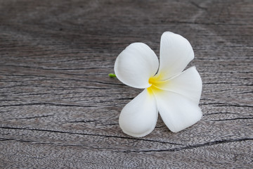 White Plumeria flower on wood 