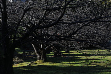 Fototapeta na wymiar tree in the park