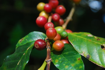 cherries on the tree coffee