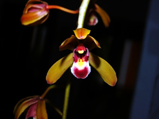 Primer plano de la flor de una orquídea (Cymbidium)