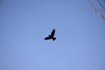 Soaring crow