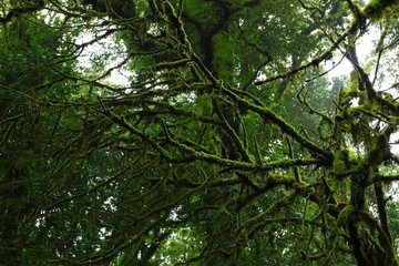 sunlight throught green moss on nature tree of greenery rainforest jungle