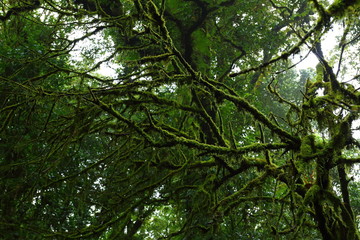 Fototapeta premium sunlight throught green moss on nature tree of greenery rainforest jungle