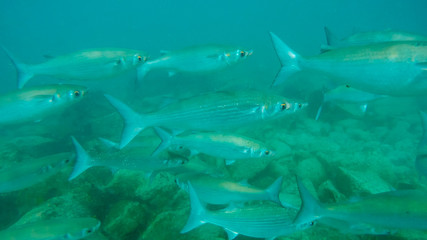 a school of silver galapagos mullet swim past a snorkeler at isla bartolome