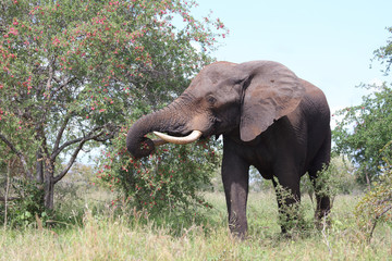 Fototapeta premium Afrikanischer Elefant / African elephant / Loxodonta africana