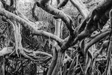Great banyan tree