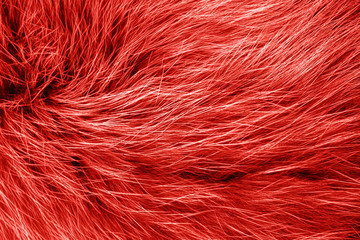 Polar arctic fox fur texture trendy color