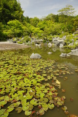 當麻の里鯉泳ぐ池