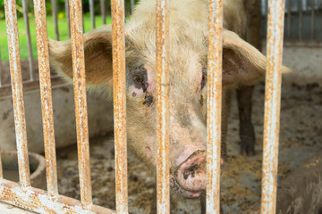 Young Pig in the Outdoor Wood Cage.