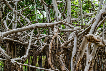 Amazing Banyan Tree in morning sunlight