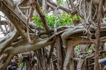 Great banyan tree