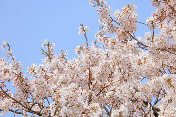 Cherry blossoms in full bloom in Yamanashi - Japan spring -