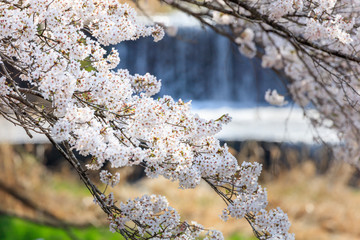 Cherry blossoms in full bloom in Yamanashi - Japan spring -