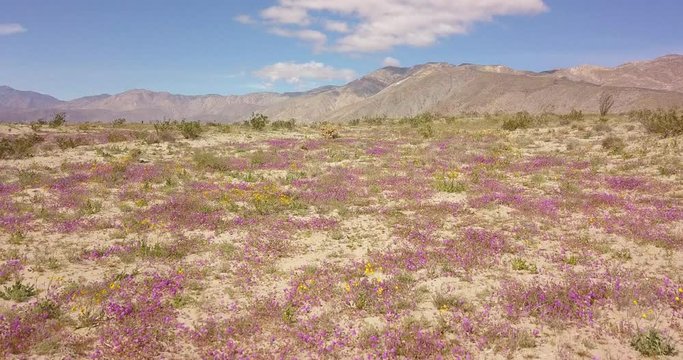 Beautiful purple flowers of Spring Superbloom in Anza Borrego State Park, gliding across wide open landscape in California
