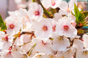 Obrazy na Szkle  Kwiaty wiśni w pełnym rozkwicie w Yamanashi - Japonia wiosna -