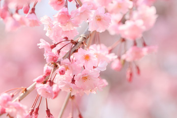 Cherry blossoms in full bloom in Yamanashi - Japan spring -