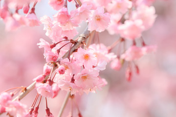 Cherry blossoms in full bloom in Yamanashi - Japan spring - © norimoto