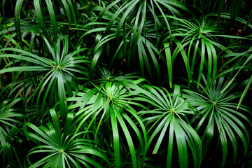 Deep green tropical plants, exotic shapes, patterns and textures in the Andes mountains of Colombia