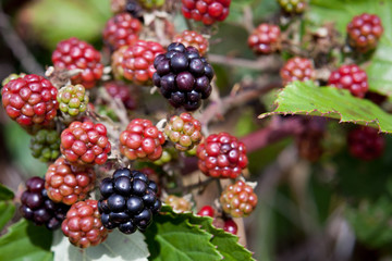 Wild blackberries growing along the sides of the road are sweet and juicy and make excellent eating.