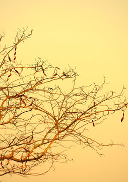 silhouette of a tree