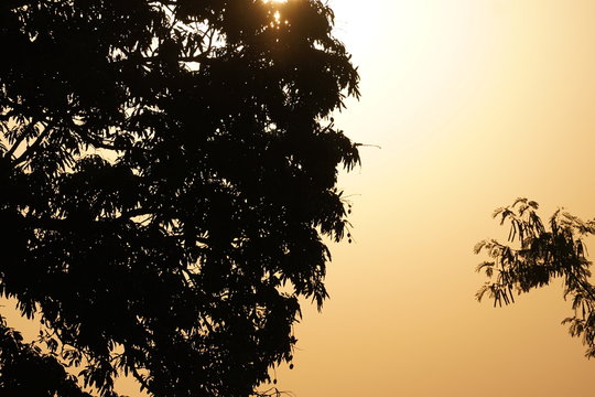 tree in the sunset