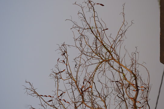 branches of tree