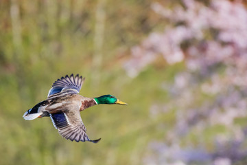 Obraz premium A Drake Mallard Makes a Low Pass by Flowering Trees