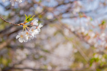 Pink Japanese cherry blossom blooming season under a ending winter