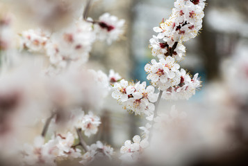 apricot flower spring nature close up macro 