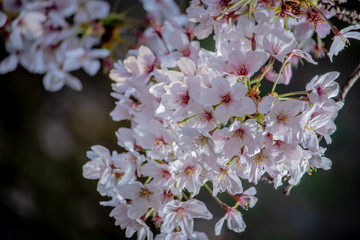 Pink Japanese cherry blossom blooming season under a ending winter