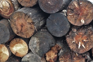 pile of wood logs in the countryside garden