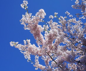 Delicate and beautiful cherry blossom against blue sky background. Sakura blossom. Japanese cherry blossom.