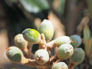 loquat  Biwa