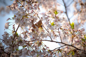Pink Japanese cherry blossom blooming season under a ending winter