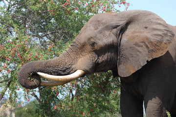Obraz premium Słoń afrykański / Słoń afrykański / Loxodonta africana ..