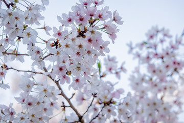 Pink Japanese cherry blossom blooming season under a ending winter