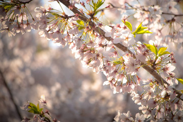 Pink Japanese cherry blossom blooming season under a ending winter