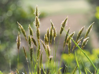 Sweet vernalgrass  Harugaya