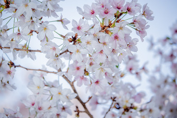 Pink Japanese cherry blossom blooming season under a ending winter