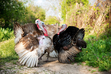Free range domestic turkeys on meadow in mountain farmyard - selective focus