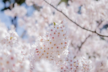 Pink Japanese cherry blossom blooming season under a ending winter