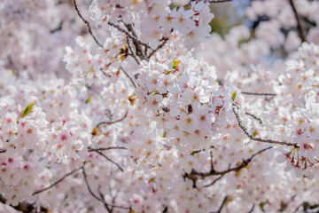 Pink Japanese cherry blossom blooming season under a ending winter