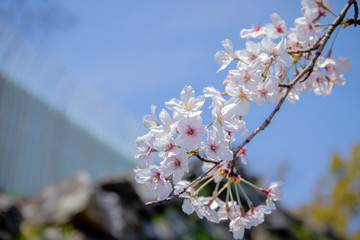 Pink Japanese cherry blossom blooming season under a ending winter