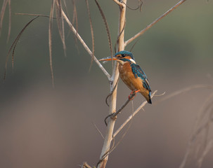 common kingfisher