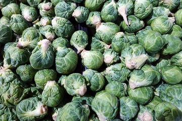 Fototapeta na wymiar Brussels sprout in a bucket. The leafy green vegetables are typically 2.5–4.0 cm (1.0–1.6 in) in diameter and look like miniature cabbages. 