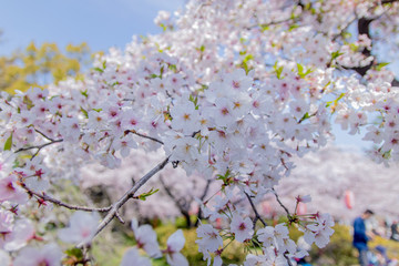 Pink Japanese cherry blossom blooming season under a ending winter
