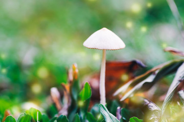 Little white mushroom in nature in morning.