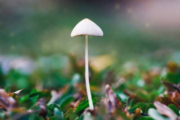 Little white mushroom in nature in morning.